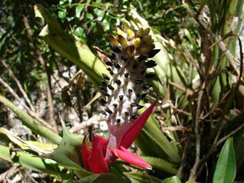 Fiore ignoto del parco nazionale della Chapada Diamantina.