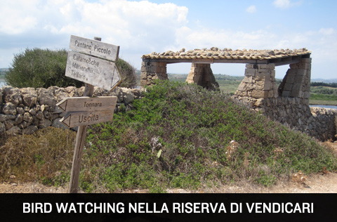 Bird Watching nella Riserva di Vendicari, Siracusa, Sicilia.