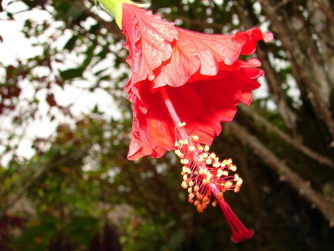Fiore a tromba nella foresta della chapada diamantina.