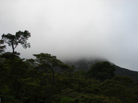 La foresta al mattino nella Chapada Diamantina