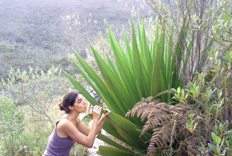 La pianta Agave della Tequila.