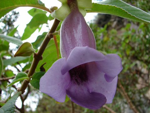 Lo strano fiore nei pressi dell'entrata della grotta.