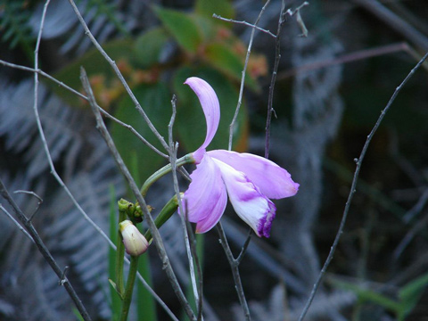 Orchidea fiorita nella valle do Pati.