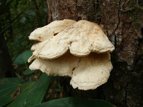 Uno strano fungo cresce sull'albero.