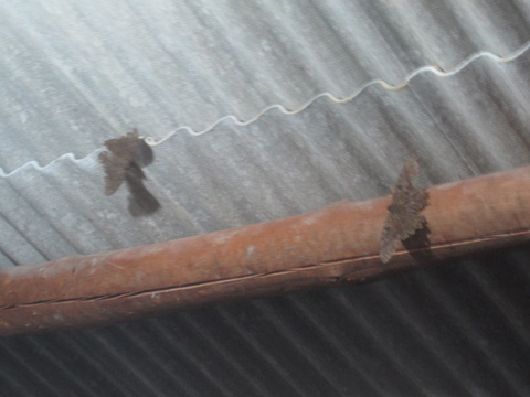 Farfalle giganti in valle do Pati.