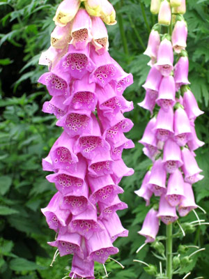 digitalis purpurea digitale pianta velenosa