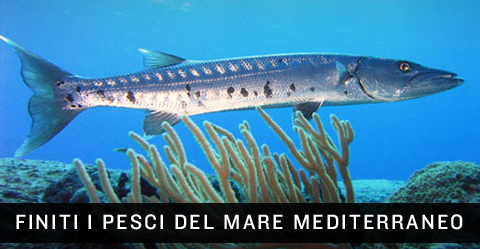Finiti i pesci del mediterraneo.