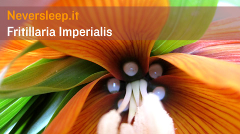 Fritillaria imperialis, il bulbo difficile a crescere, con perle e che odora di aglio.