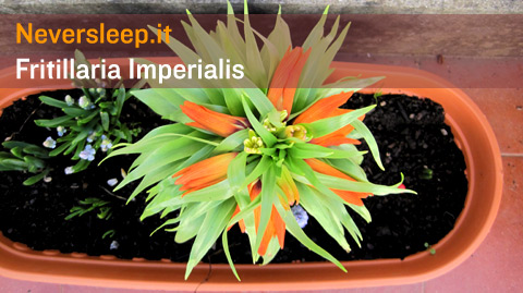 Fiore di Fritillaria imperialis, il bulbo difficile a crescere, con perle e che odora di aglio.