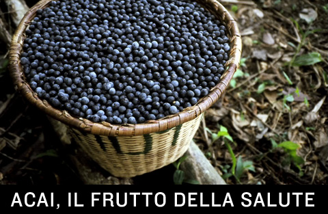 Frutto Acai, nutriente fa bene alla salute. Proprietà e uso.