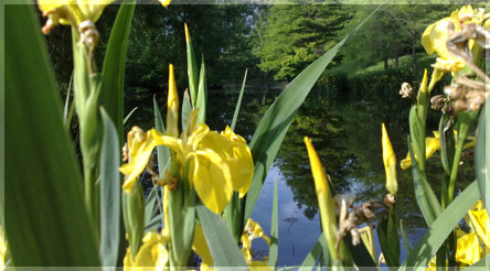 Giardini della landriana, Iris gialli.