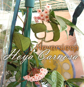 L'hoya carnosa fiorisce eccome, in serra e non.