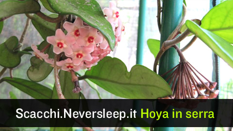 Hoya carnosa in fioritura nella serra.