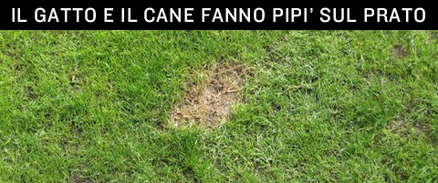 Il Gatto Fa La Pipi Sul Letto