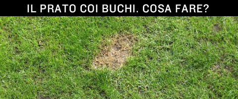 Il prato con i buchi poi ricresce?