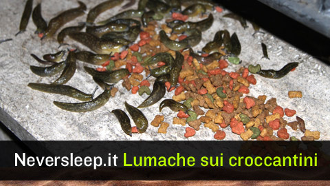 Lumache e lumaconi sui croccantini del gatto.