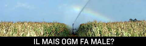 Mais OGM fa male e uccide come un veleno.