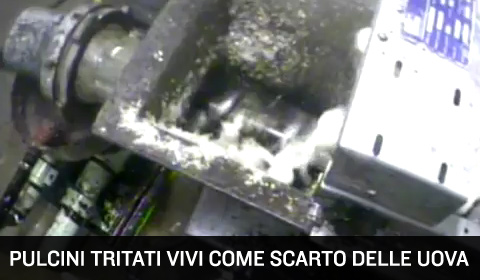 Pulcini tritati vivi come scarto della produzione delle uova.