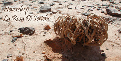 La Rosa di Jericho chiusa